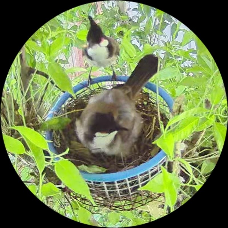 Cám Trộn Hoa Quả Vip pro