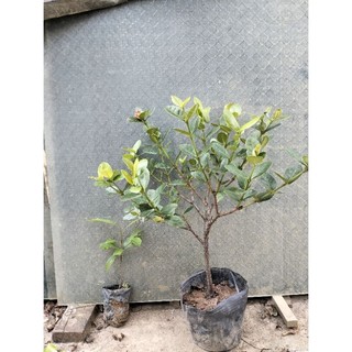 Cây mẫu đơn phụng hoàng cam