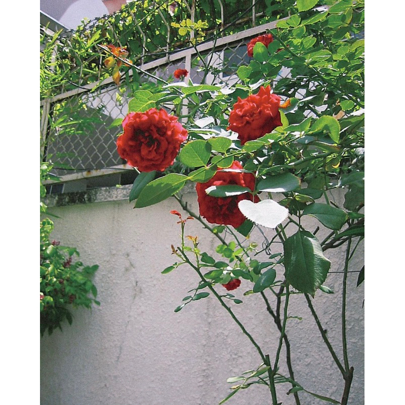 CANON IXY DIGITAL 200 Chiếc máy ảnh cổ hiếm đáng giá, chất ảnh siêu vintage