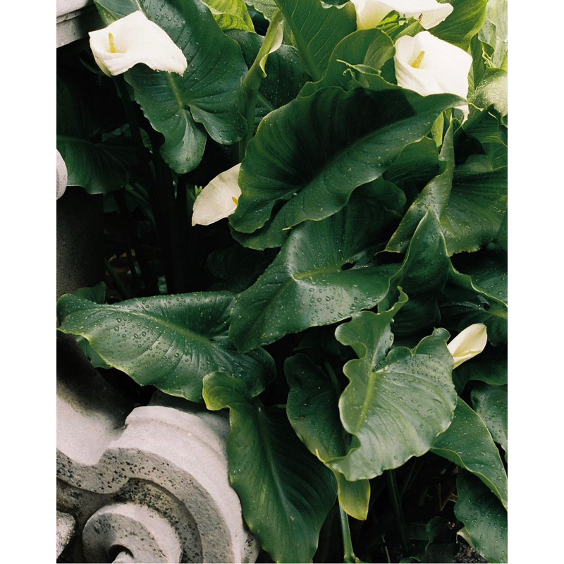 Máy ảnh Canon Digital 70 màu ảnh ám vàng nhẹ Vintage