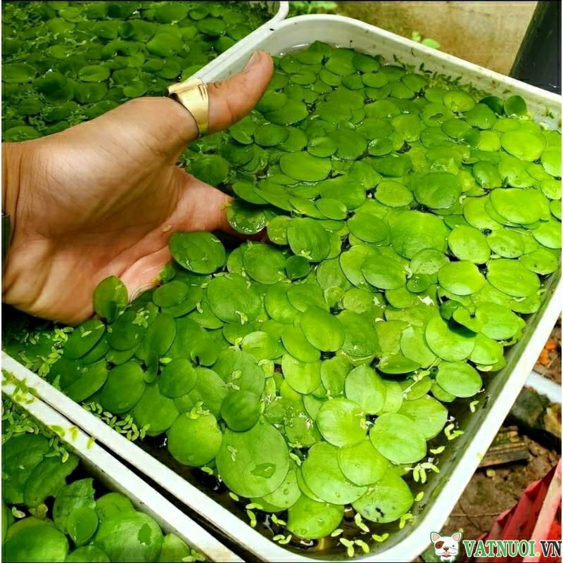 Combo 10 cây bèo nhật thủy sinh