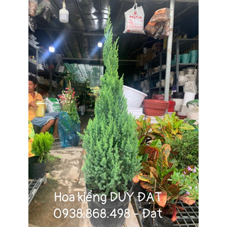 Cây Sơn tùng - cây cao khoảng 6 tấc - cây đẹp mập mạp