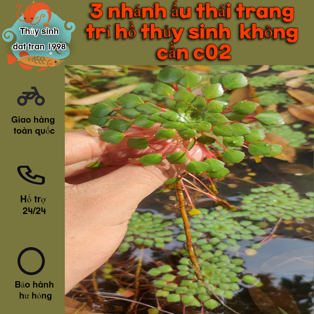 3 nhánh ấu thái trang trí hồ cá cảnh thủy sinh- phụ kiện cá tép cảnh