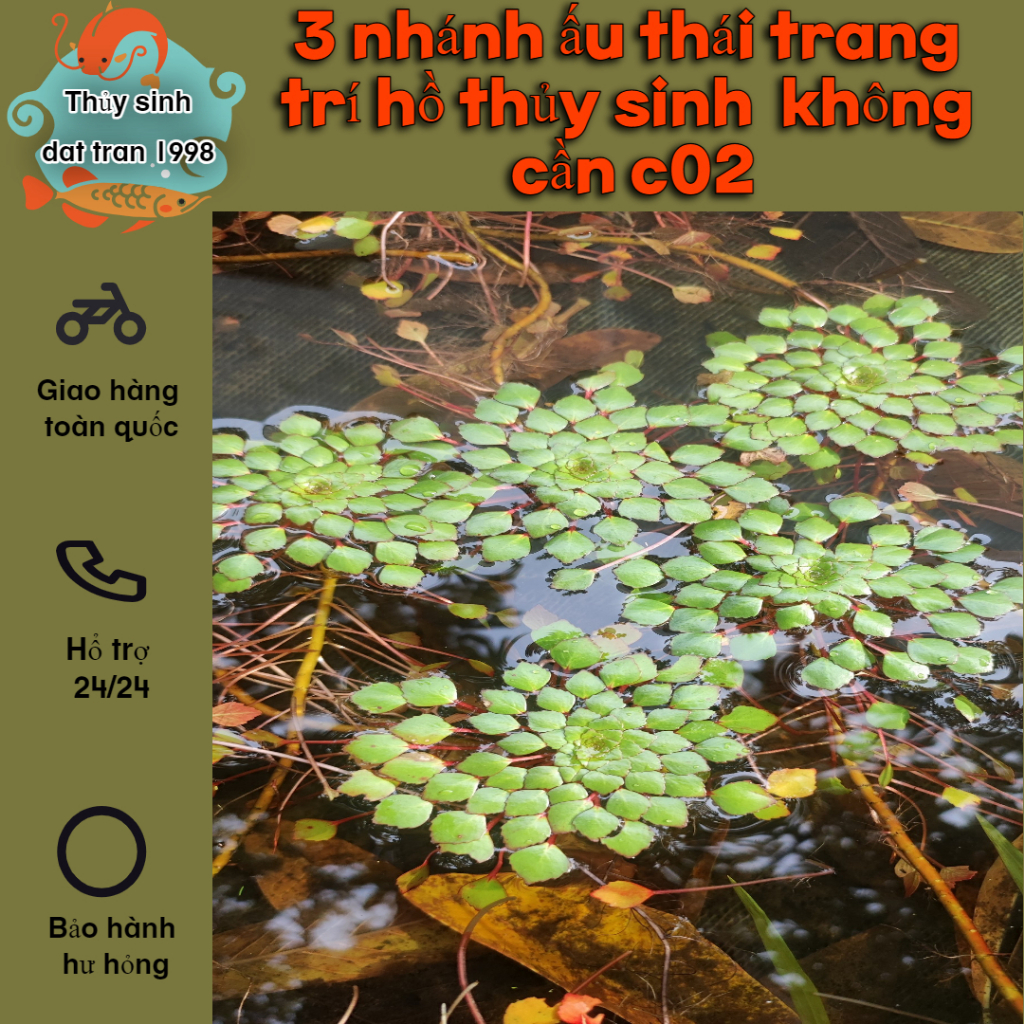 3 nhánh ấu thái trang trí hồ cá cảnh thủy sinh- phụ kiện cá tép cảnh