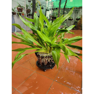 Đế lót chậu cây cảnh có bánh xe