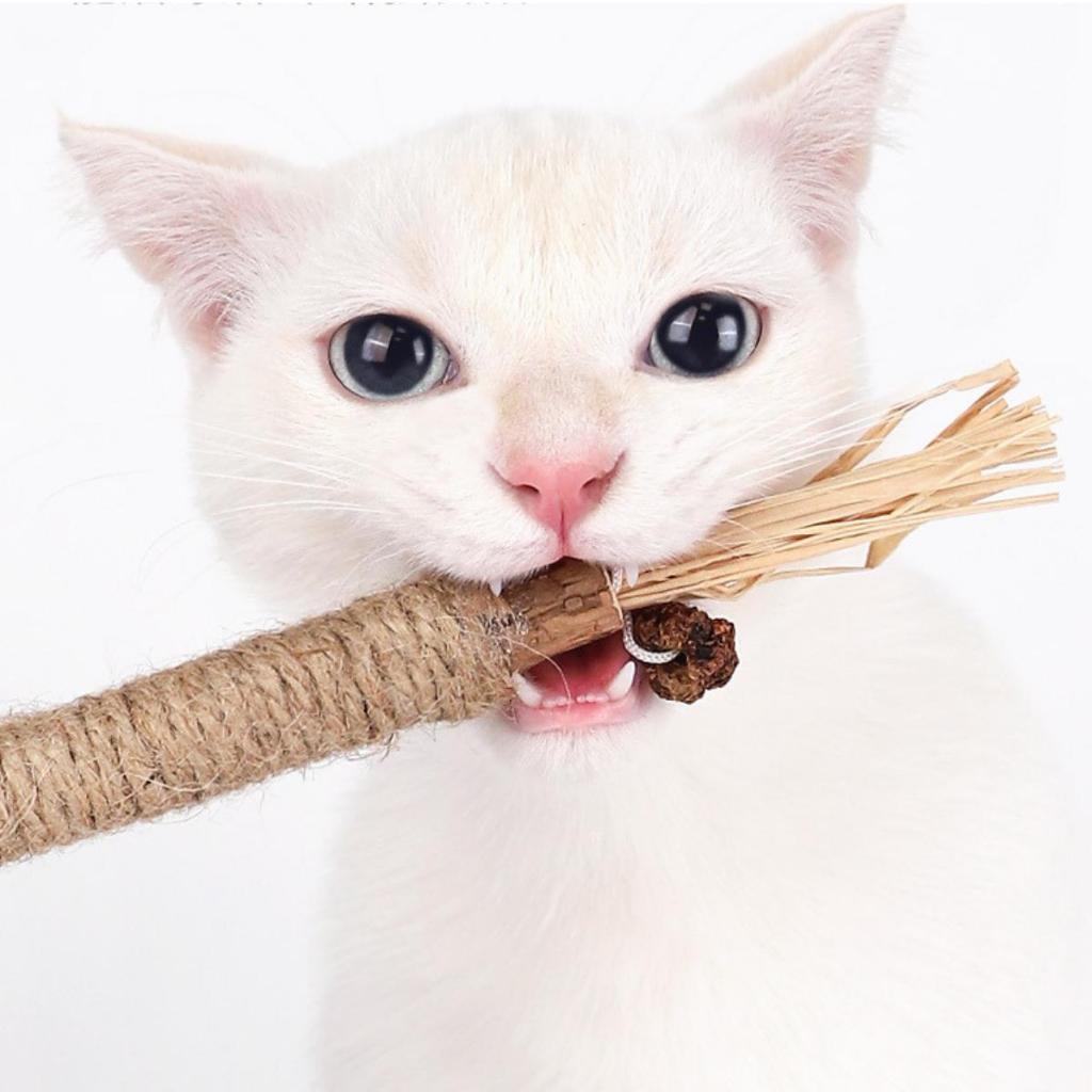 QUE GỖ CATNIP CHO MÈO GẶM SẠCH RĂNG XÃ STRESS