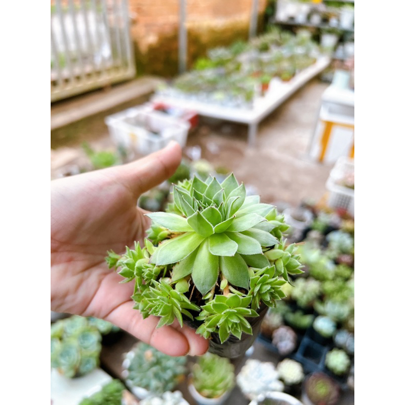 Sen đá phật bà thủ