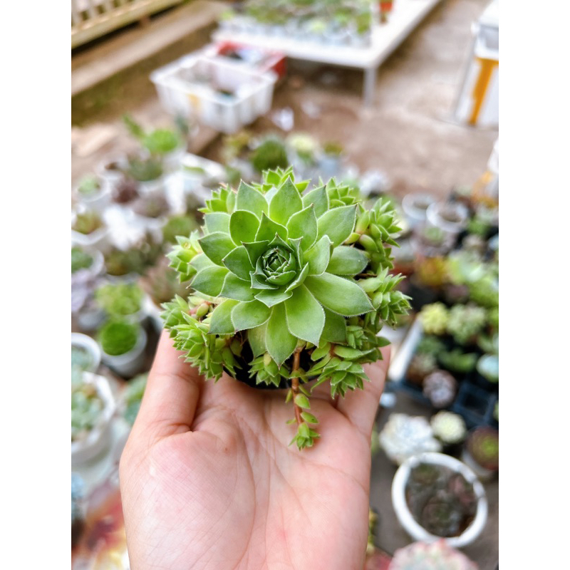 Sen đá phật bà thủ