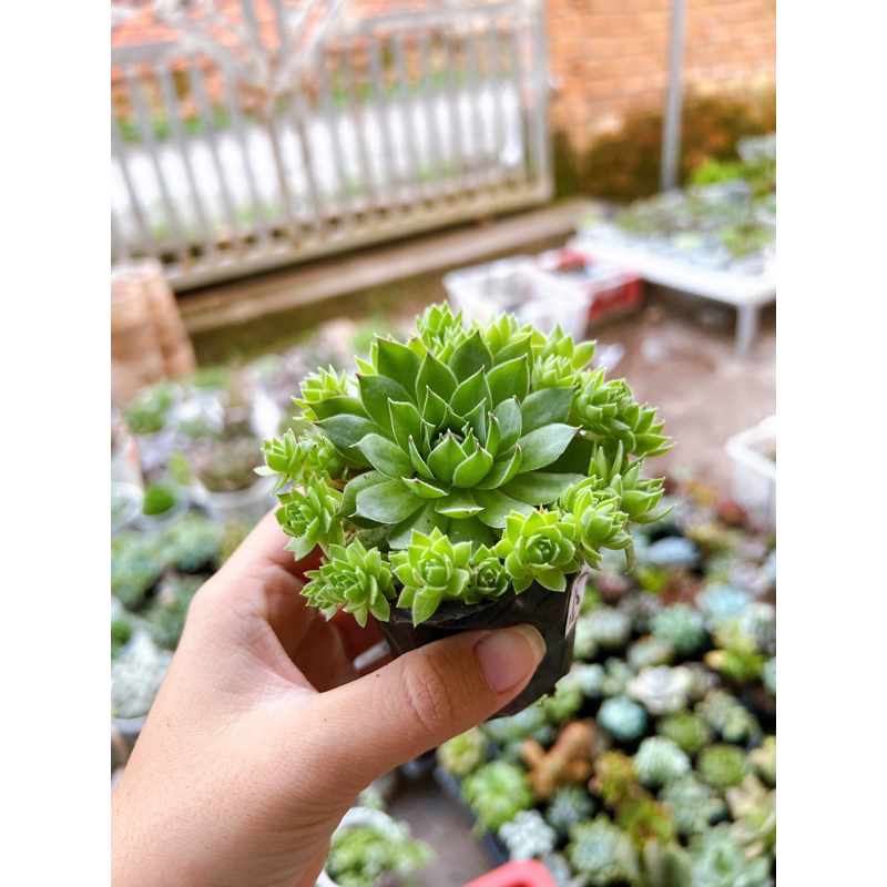 Sen đá phật bà thủ