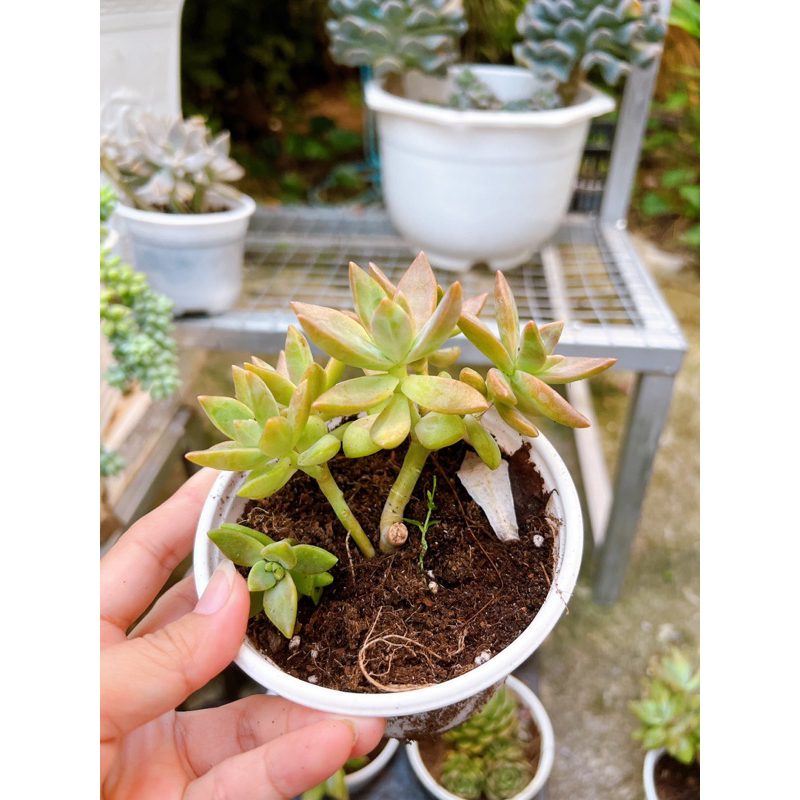 Sen đá đá hồng thụ trung