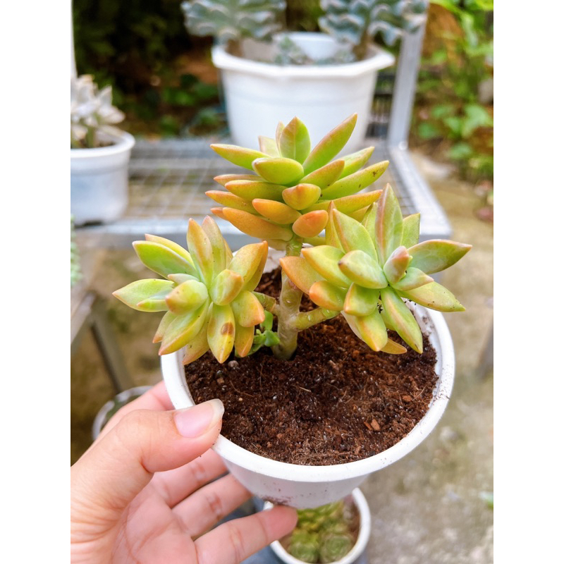 Sen đá đá hồng thụ trung