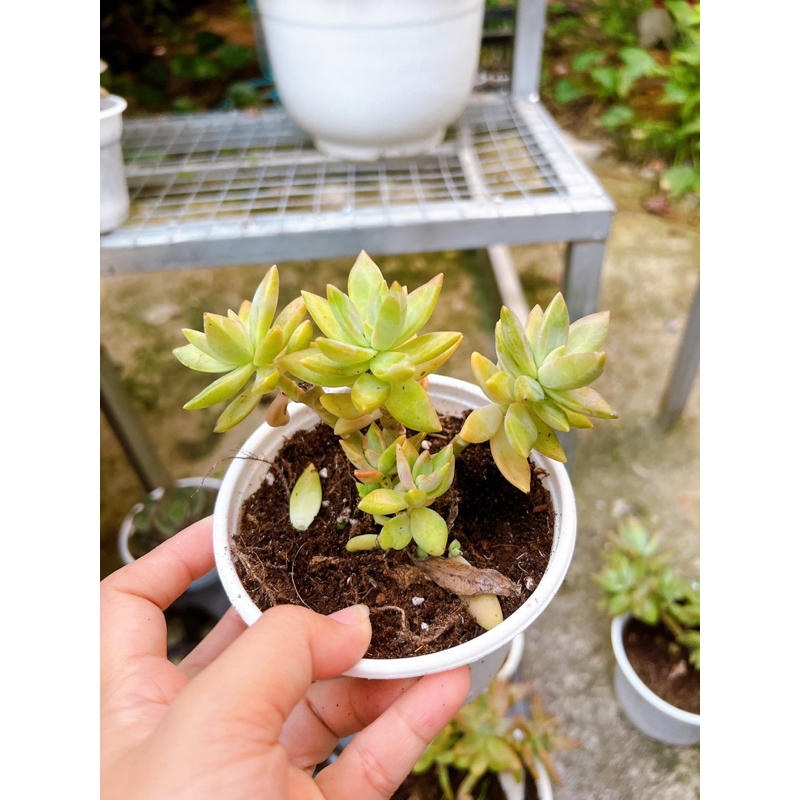 Sen đá đá hồng thụ trung