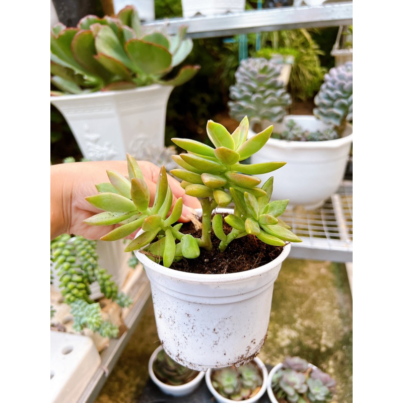 Sen đá đá hồng thụ trung