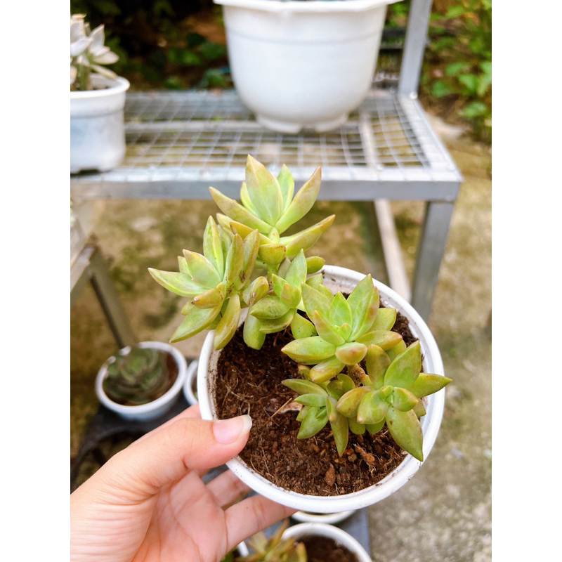 Sen đá đá hồng thụ trung