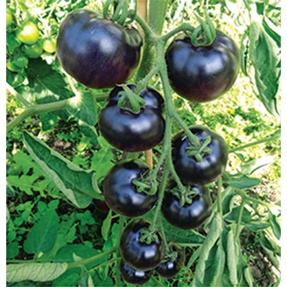 Deal 1k - Hạt Giống Cà Chua Đen Gói 20 Hạt - Hạt Giống 4 Mùa