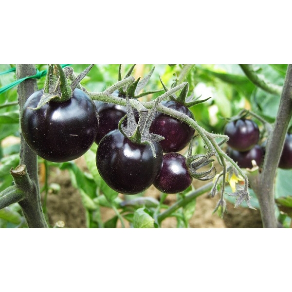 Deal 1k - Hạt Giống Cà Chua Đen Gói 20 Hạt - Hạt Giống 4 Mùa