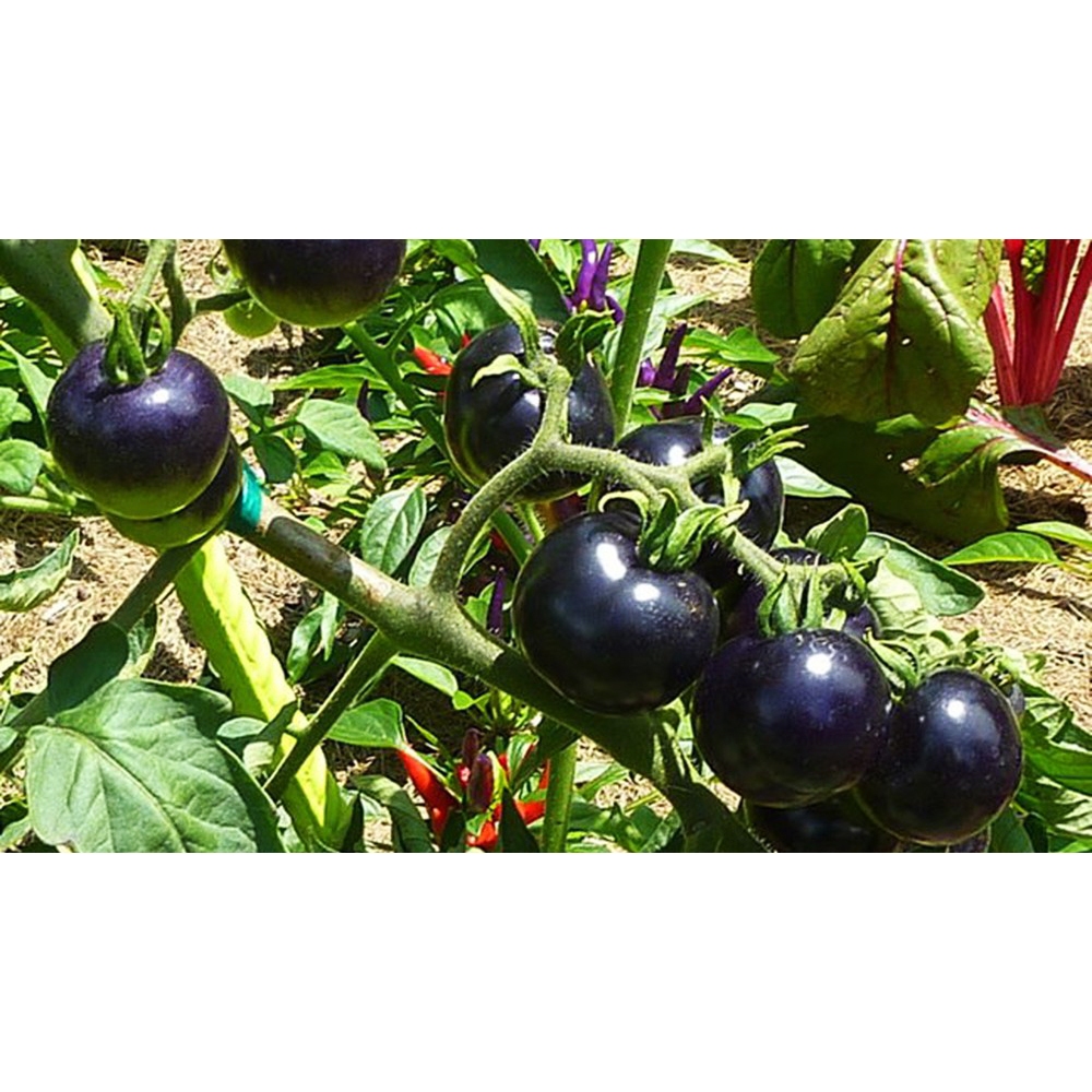 Deal 1k - Hạt Giống Cà Chua Đen Gói 20 Hạt - Hạt Giống 4 Mùa