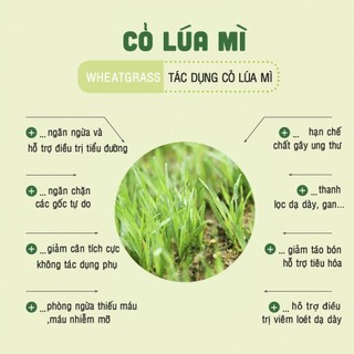 BỘT NƯỚC ÉP CỎ LÚA MỲ - TERRASOUL