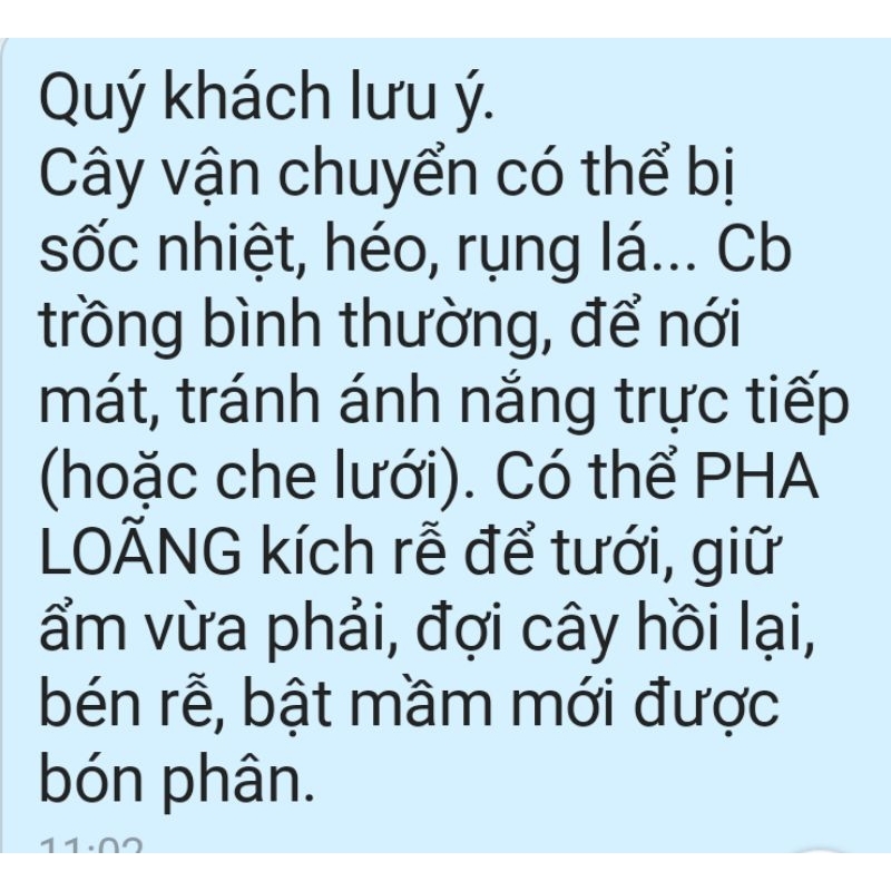 Cây hoa Mộc hương ta cao 80-90cm