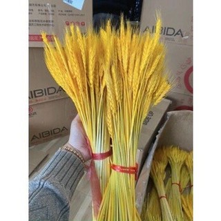 Bông Lúa mạch Sấy Khô,Lúa mạch Trang Trí(Bó 100 nhánh) D.Thoan