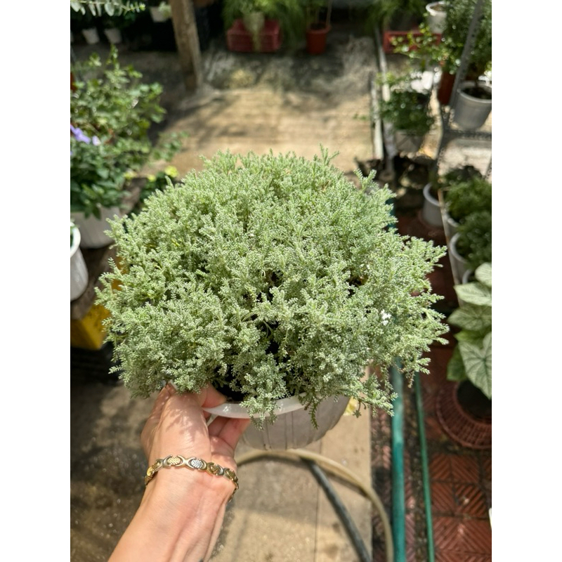 Santolina/cotton lavender