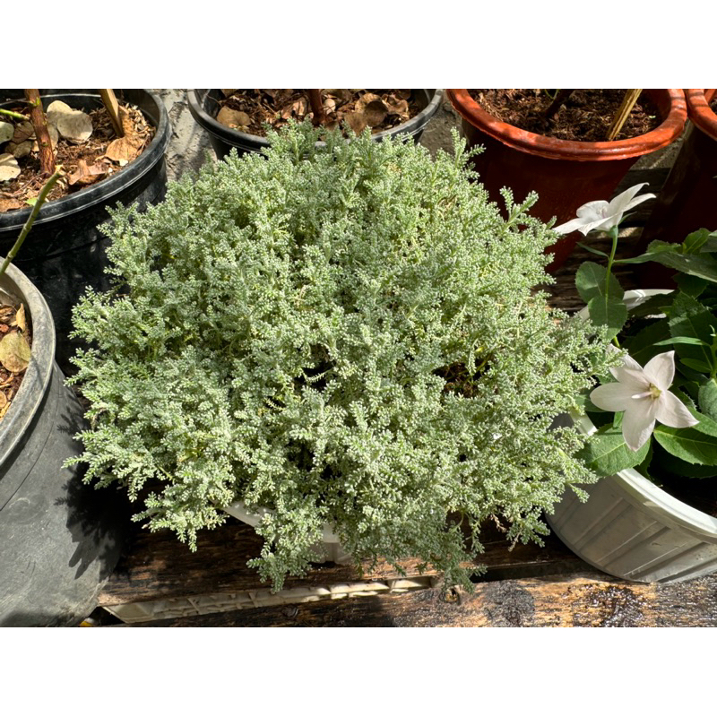 Santolina/cotton lavender