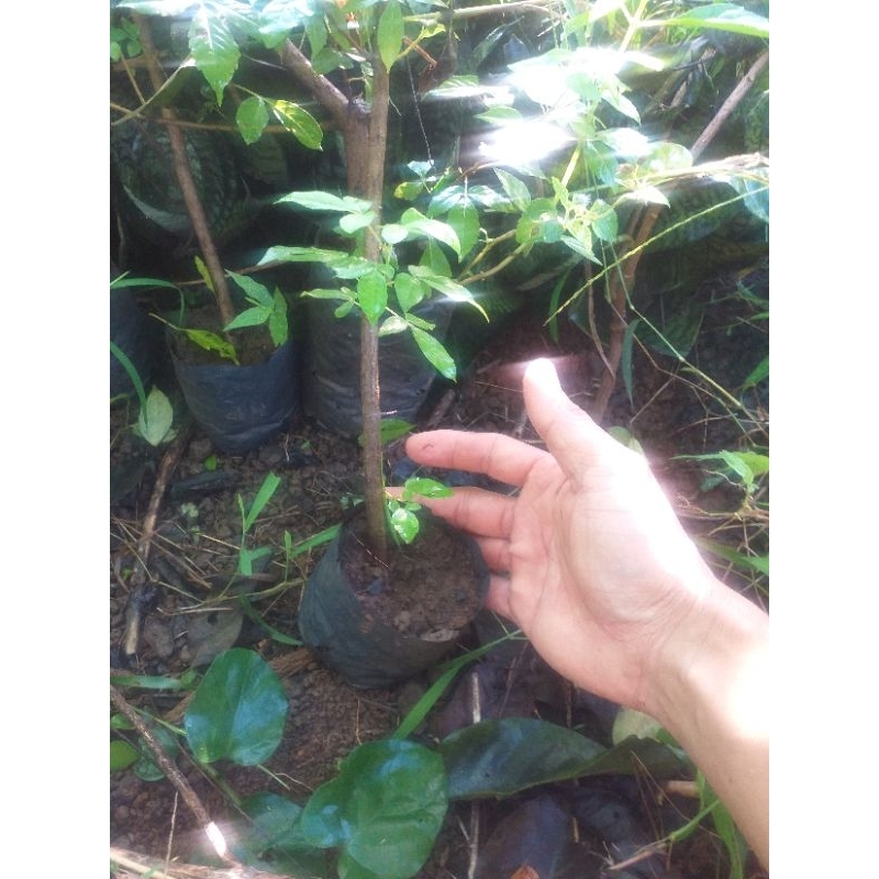 Cây giống cây ngũ trảo