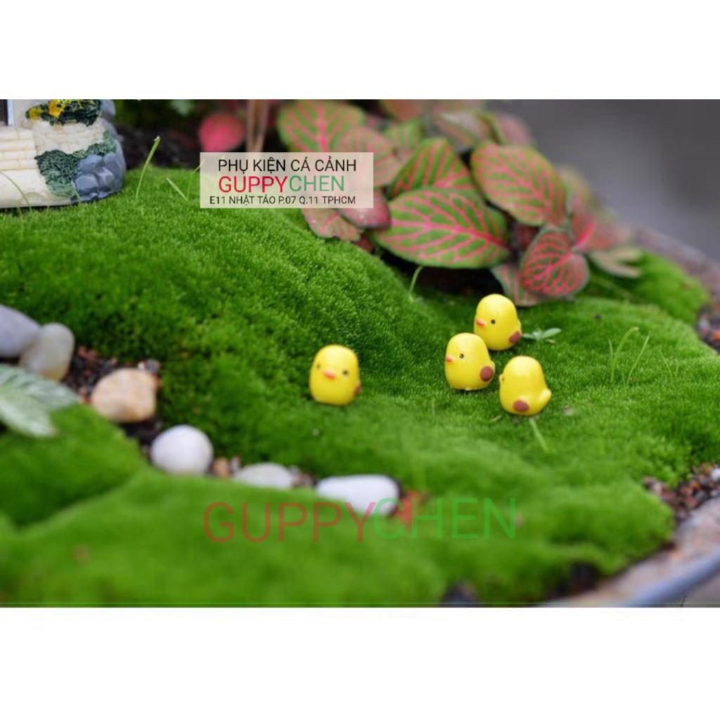 Mô Hình Tiểu Cảnh " Gà Con Mini " Phụ Kiện Trang Trí Hồ Cá và Terarium