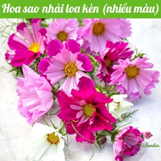  Hạt giống hoa sao nhái loa kèn 100 HẠT - cánh bướm mix màu  đỏ hồng trắng  đẹp tỷ lệ nảy mầm cao dễ trồng 