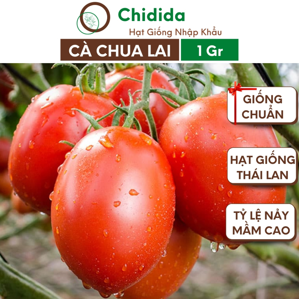 Hạt giống cà chua lai Chidida giống cà chua trứng Thái Lan quả to năng suất cao sinh trưởng nhanh gói 1g