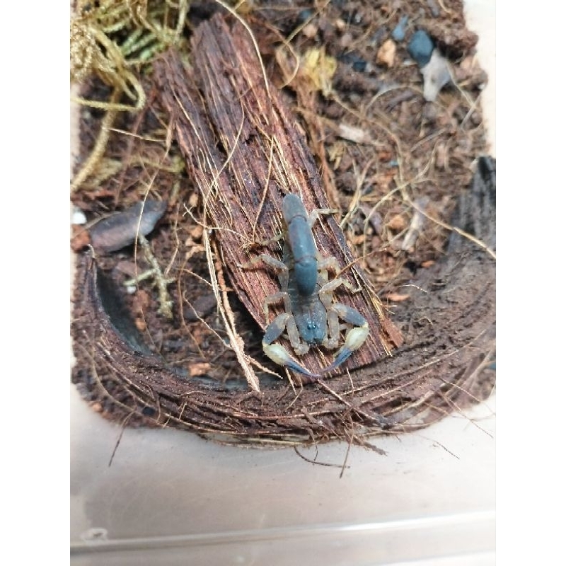 Mô hình: BỌ CẠP LỬA, bọ cạp Nâu