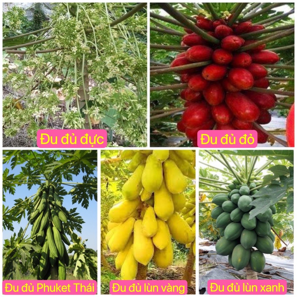10H - Hạt giống đu đủ chuẩn  ( Đỏ + Vàng + Xanh ).