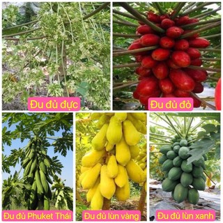 15h - hạt giống đu đủ chuẩn .