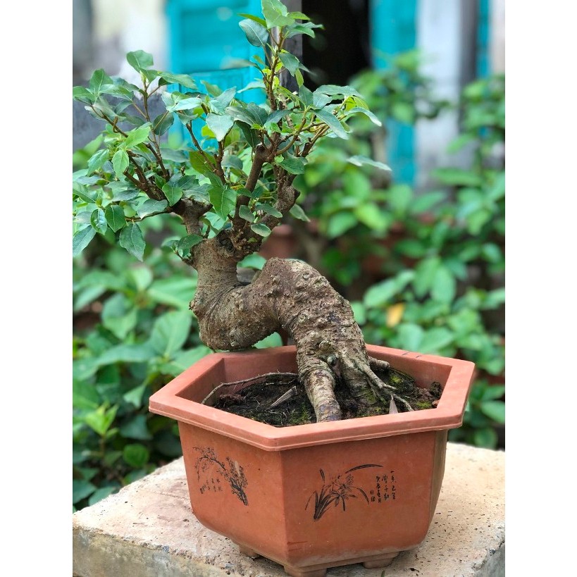 Cây sung nếp giống siêu quả - Cây sung con cao 20-40cm