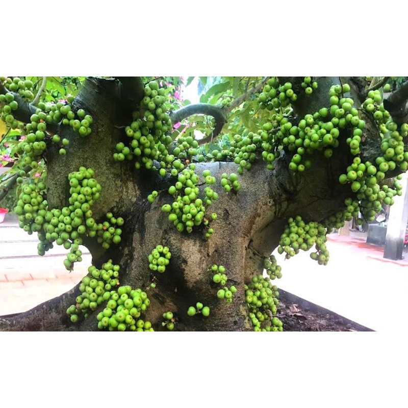 Cây sung nếp giống siêu quả - Cây sung con cao 20-40cm