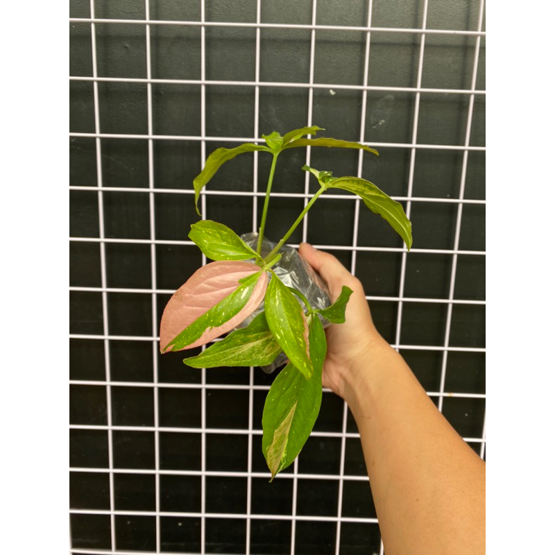 Cây Trầu Bà 3 Màu