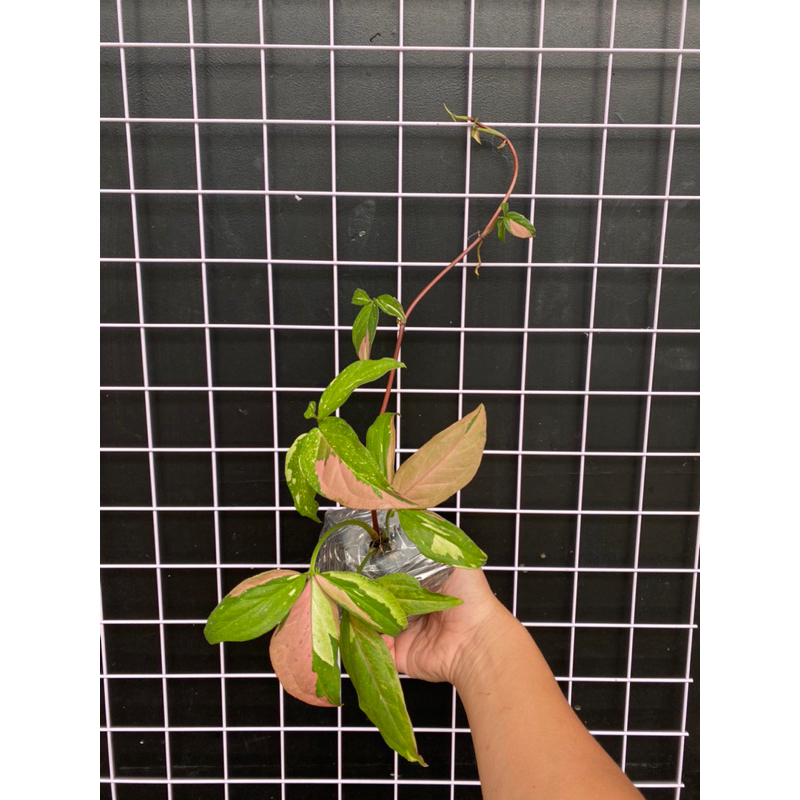 Cây Trầu Bà 3 Màu