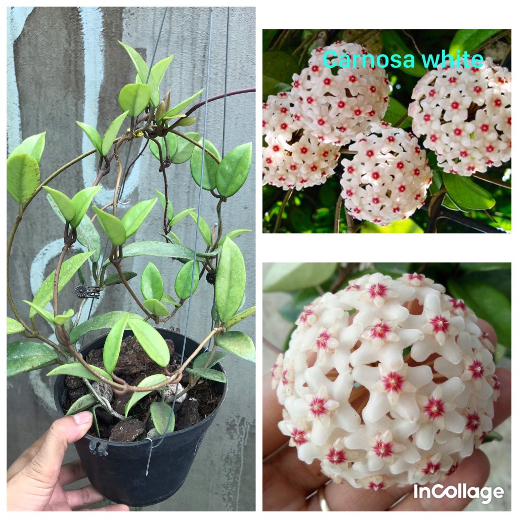 giò hoa lan cẩm cù trắng