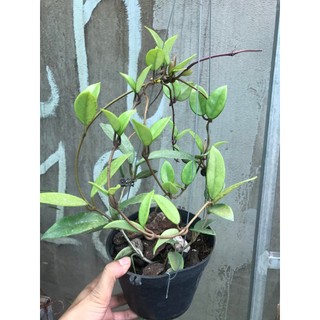 giò hoa lan cẩm cù trắng
