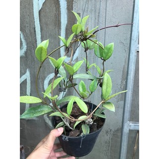 giò hoa lan cẩm cù trắng