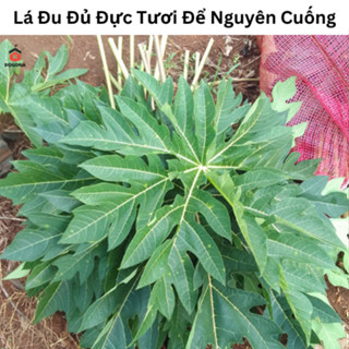 500gam Lá Đu Đủ Đực Tươi Để Nguyên Cành (Cuống) - Rất Tốt.