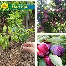 Cây giống mận hậu mộc châu thế hệ mới siêu quả