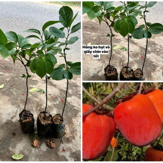 Cây giống Hồng Không Hạt
