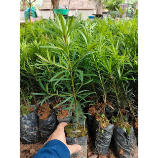 Cây Giống Tùng La Hán , vạn niên tùng