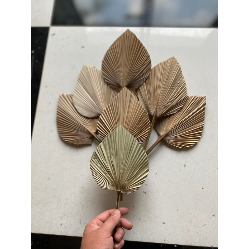 Lá cọ mini kích thước