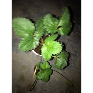 [Hoả tốc] [Cây-Giống] Chậu ổn định Hana