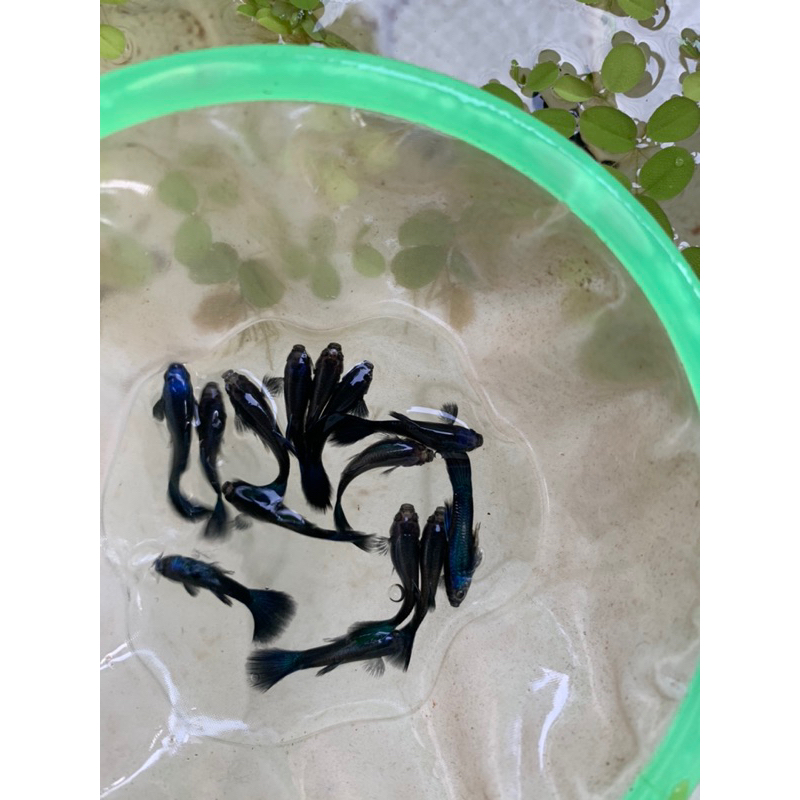 Cá bảy màu/cá guppy thủy sinh/blue tazan/cá bảy màu guppy/xanh đen 1 cặp