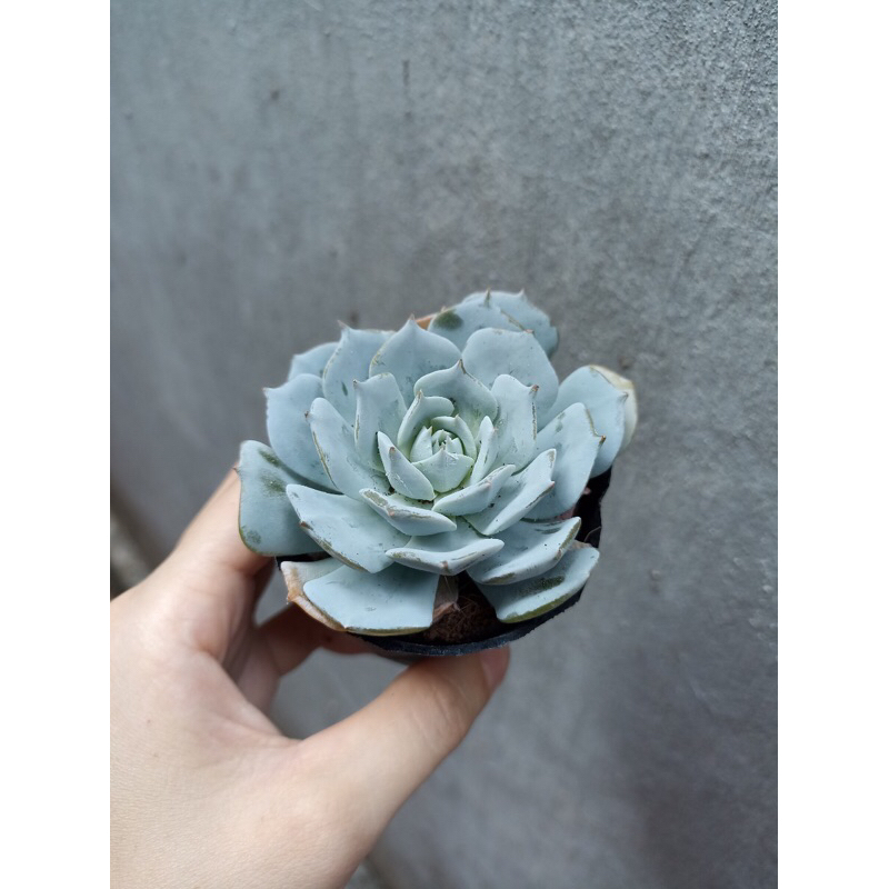 Sen đá Ngọc Trinh size bầu