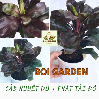 Cây huyết dụ / phát tài đỏ tím