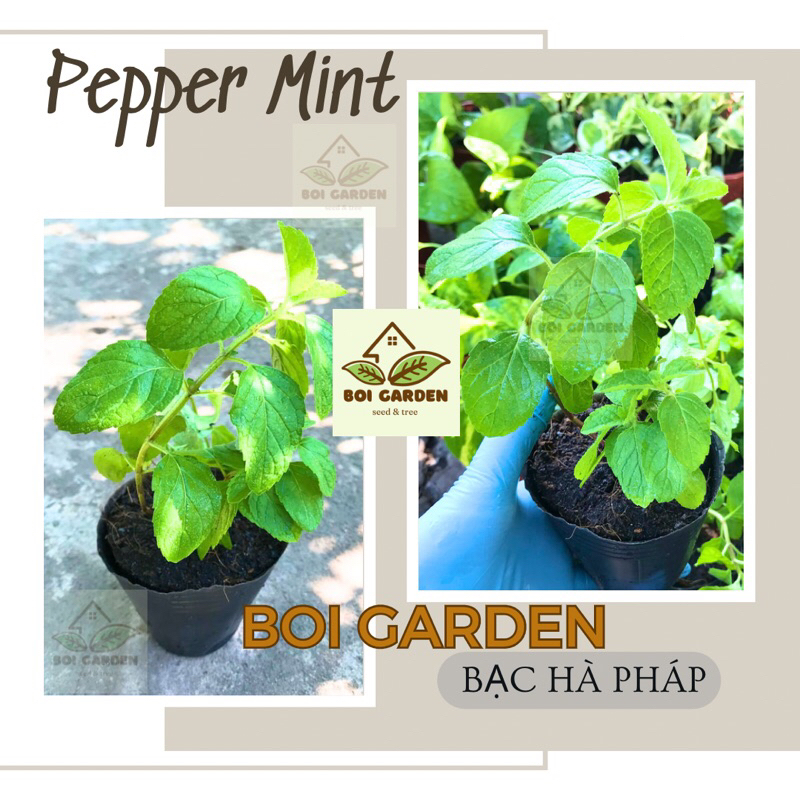 Cây giống Bạc Hà Pháp / Pepper Mint